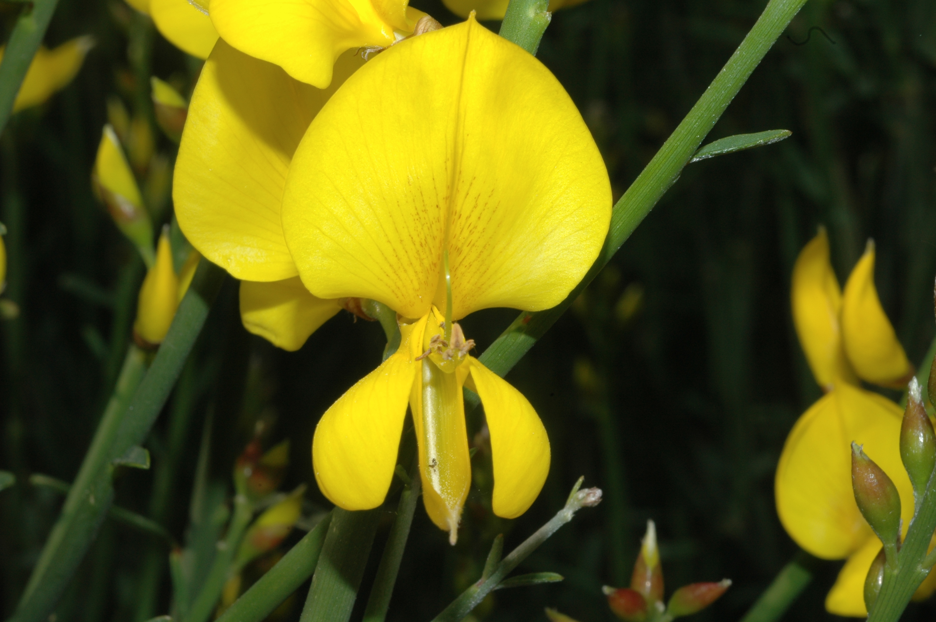  Spanish broom 